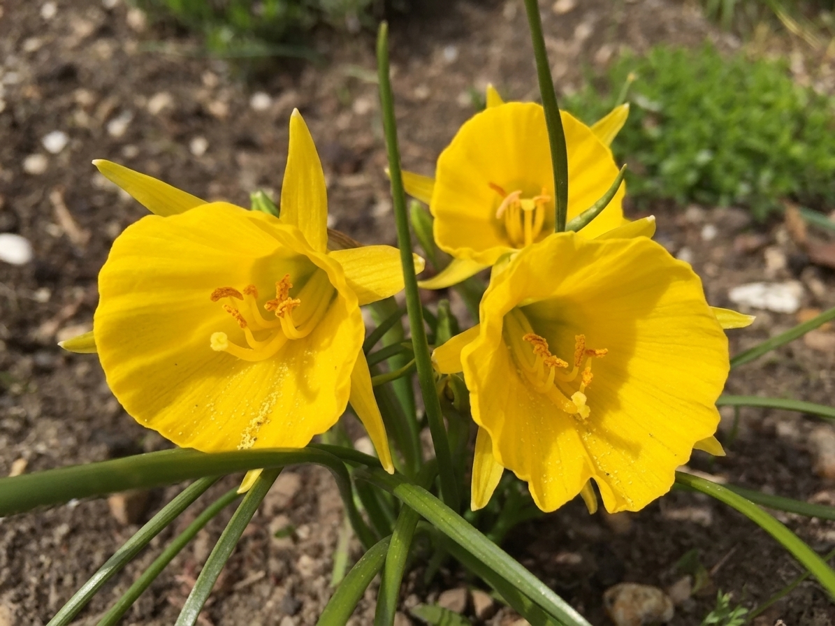 Narcissus bulbocodium 'Diamond Ring